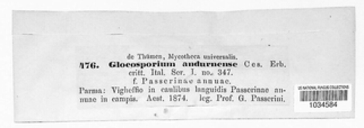 Gloeosporium andurnense image